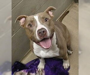 American Pit Bull Terrier Dogs for adoption in Decatur, IL, USA
