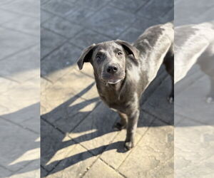 Siberian Husky-Unknown Mix Dogs for adoption in Fenton, MO, USA