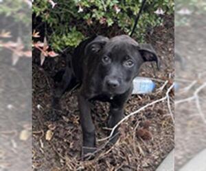 American Pit Bull Terrier-Unknown Mix Dogs for adoption in Rancho Cucamonga, CA, USA