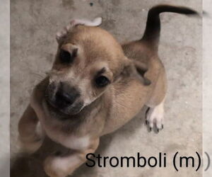 Chihuahua-Unknown Mix Dogs for adoption in San Bernardino, CA, USA