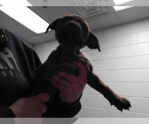 American Pit Bull Terrier-Unknown Mix Dogs for adoption in Tulsa, OK, USA
