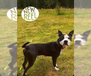American Pit Bull Terrier Dogs for adoption in Forestville, MD, USA