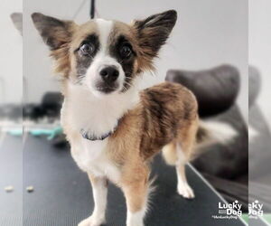 Chihuahua-Unknown Mix Dogs for adoption in Washington, DC, USA