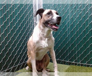 Mutt Dogs for adoption in Downey, CA, USA