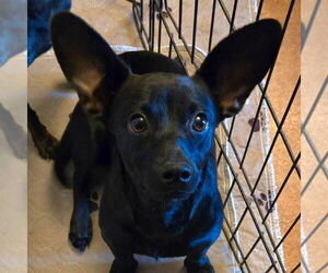 Dachshund Dogs for adoption in Winter, WI, USA