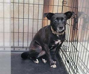 Chihuahua-Unknown Mix Dogs for adoption in Lodi, CA, USA