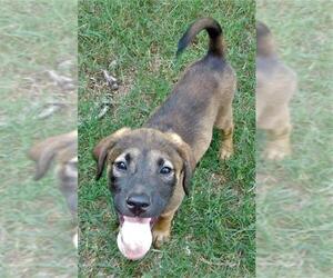 Labrador Retriever-Mountain Cur Mix Dogs for adoption in Benton, AR, USA