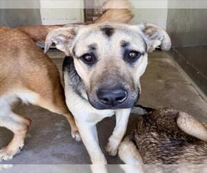German Shepherd Dog-Unknown Mix Dogs for adoption in San Bernardino, CA, USA