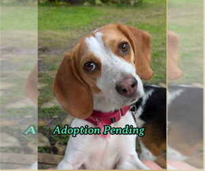Beagle Dogs for adoption in Dunnellon, FL, USA