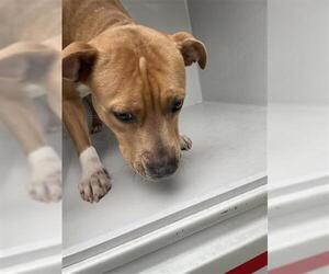 American Pit Bull Terrier-Unknown Mix Dogs for adoption in Houston, TX, USA