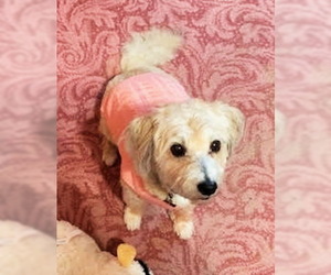 Poodle (Miniature)-Unknown Mix Dogs for adoption in Tehachapi, CA, USA