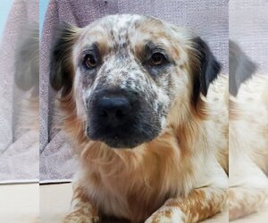 Mutt Dogs for adoption in Lake Forest, CA, USA
