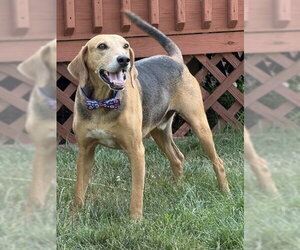 Treeing Walker Coonhound Dogs for adoption in Oakhurst, NJ, USA