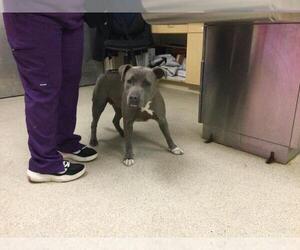 American Pit Bull Terrier Dogs for adoption in Riverside, CA, USA