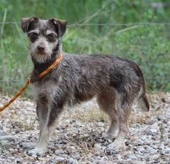 Mutt Dogs for adoption in Spring, TX, USA