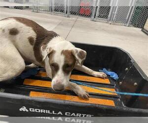 Staffordshire Bull Terrier-Unknown Mix Dogs for adoption in Houston, TX, USA