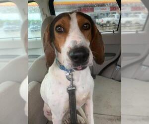 Beagle-Coonhound Mix Dogs for adoption in Crystal, MN, USA