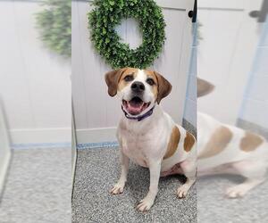 American Bulldog-English Coonhound Mix Dogs for adoption in Westminster, MD, USA