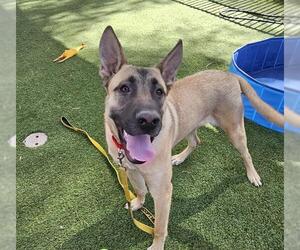 German Shepherd Dog-Unknown Mix Dogs for adoption in Las Vegas, NV, USA