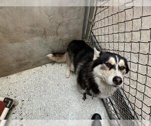 Siberian Husky Dogs for adoption in Lodi, CA, USA