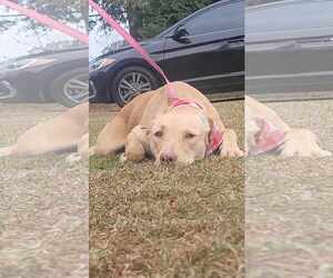 Labsky Dogs for adoption in Orangeburg, SC, USA