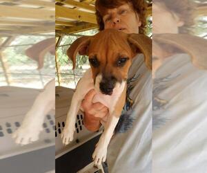 Retriever -Unknown Mix Dogs for adoption in San Antonio, TX, USA