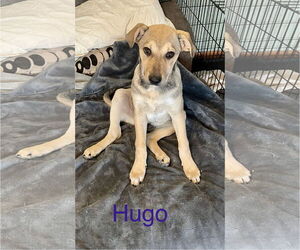 Mutt Dogs for adoption in Topeka, KS, USA