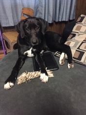 Medium Photo #1 Labrador Retriever-Unknown Mix Puppy For Sale in Cedar Rapids, IA, USA