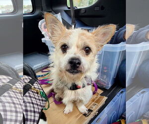 Mutt Dogs for adoption in Shelburne, VT, USA