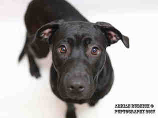 Mastador Dogs for adoption in Nashville, TN, USA