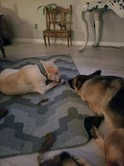 German Shepherd Dog-Unknown Mix Dogs for adoption in charleston, SC, USA