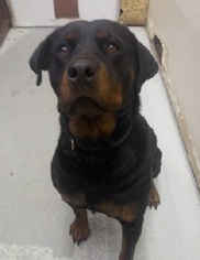 Rottweiler Dogs for adoption in Millville, UT, USA