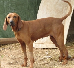 Redbone Coonhound Dogs for adoption in Rutledge, TN, USA