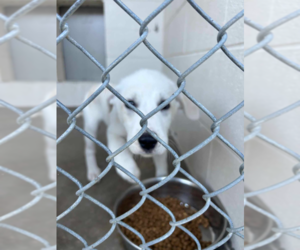 Great Pyrenees Dogs for adoption in Appleton, WI, USA