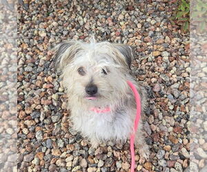 Maltese-Unknown Mix Dogs for adoption in Chico, CA, USA