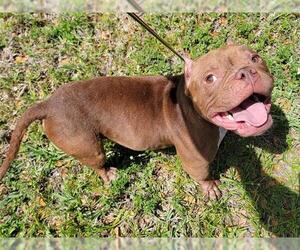 Free-Lance Bulldog Dogs for adoption in Fort Lauderdale, FL, USA