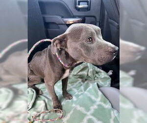 American Pit Bull Terrier Dogs for adoption in Stockton, CA, USA