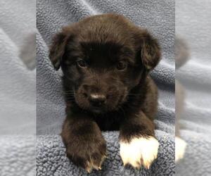 Mutt Dogs for adoption in Thief River Falls, MN, USA