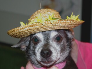 Chihuahua Dogs for adoption in Longview, WA, USA