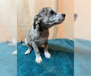 Catahoula Leopard Dog-Unknown Mix Dogs for adoption in Mechanicsburg, PA, USA