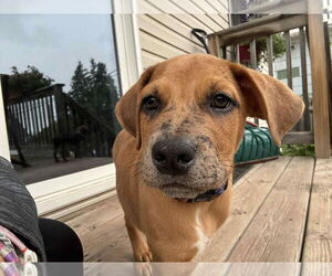 Mutt Dogs for adoption in Duluth, MN, USA