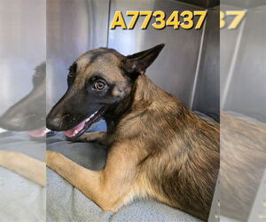 Mutt Dogs for adoption in San Antonio, TX, USA