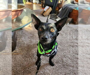 Chipin Dogs for adoption in Buffalo, MN, USA