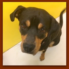 Rottweiler Dogs for adoption in Pampa, TX, USA