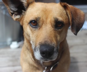 Dorgi Dogs for adoption in Minneapolis, MN, USA