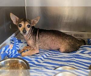 Chihuahua-Unknown Mix Dogs for adoption in San Antonio, TX, USA