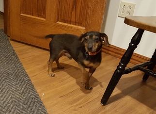 Doxie-Pin Dogs for adoption in Seneca, MO, USA