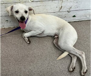 Chihuahua Dogs for adoption in San Bernardino, CA, USA