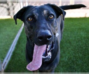 Shepweiller Dogs for adoption in Chandler, AZ, USA