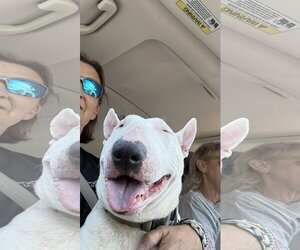 Bull Terrier Dogs for adoption in Landenberg, PA, USA